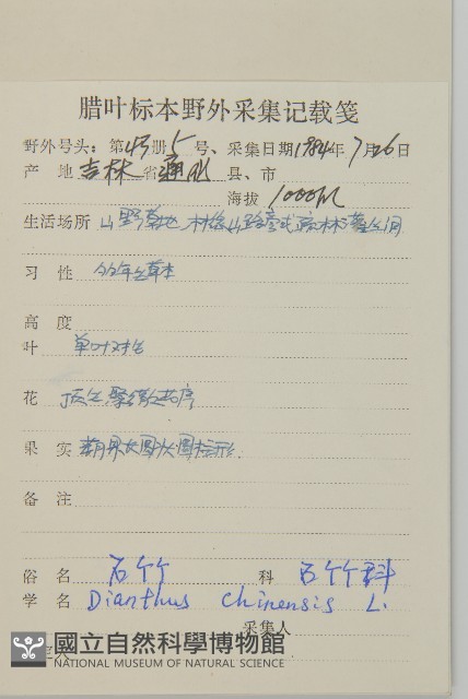 石竹、洛陽花、剪絨花藏品圖，第2張