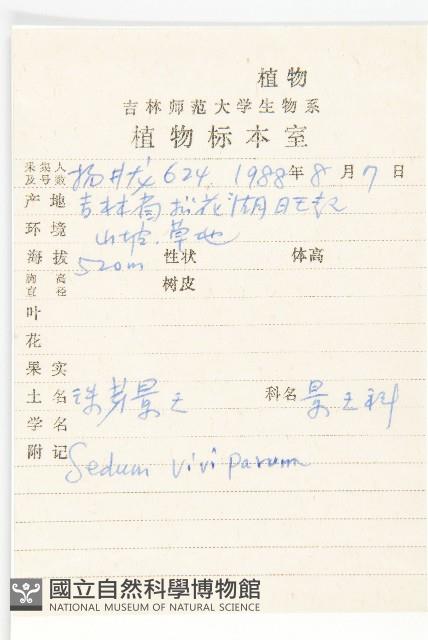 珠芽景天藏品圖，第2張