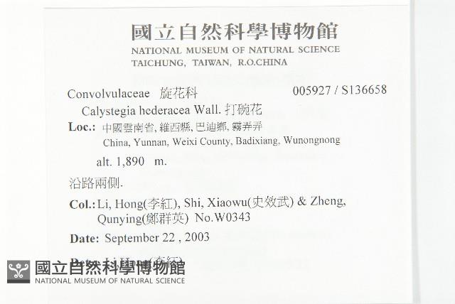 打碗花藏品圖，第2張