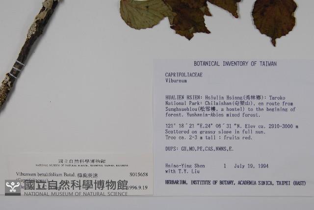 樺葉莢迷、玉山莢迷藏品圖，第2張