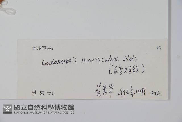 大萼黨參藏品圖，第2張