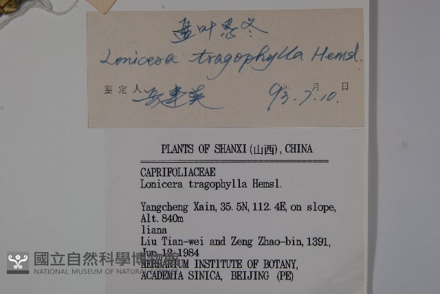 盤葉忍冬藏品圖，第2張
