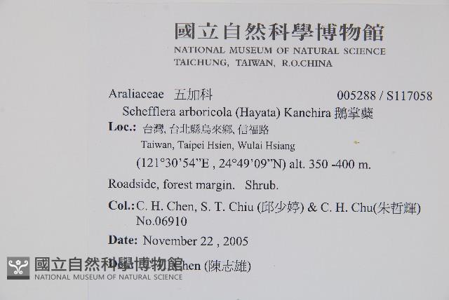 鵝掌蘗藏品圖，第2張