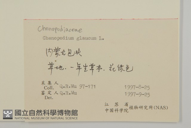灰綠藜藏品圖，第2張