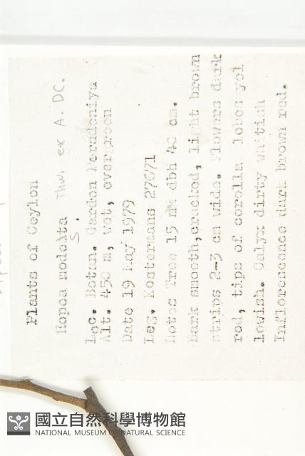 雲管花藏品圖，第2張