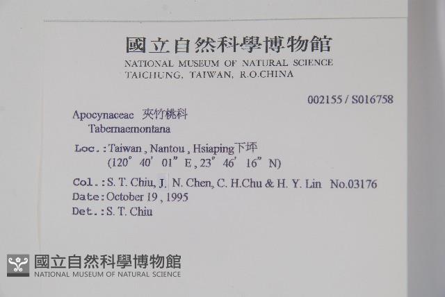 蟾蜍樹藏品圖，第2張