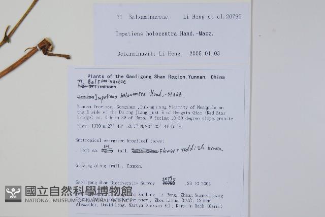 同距鳳仙花藏品圖，第2張