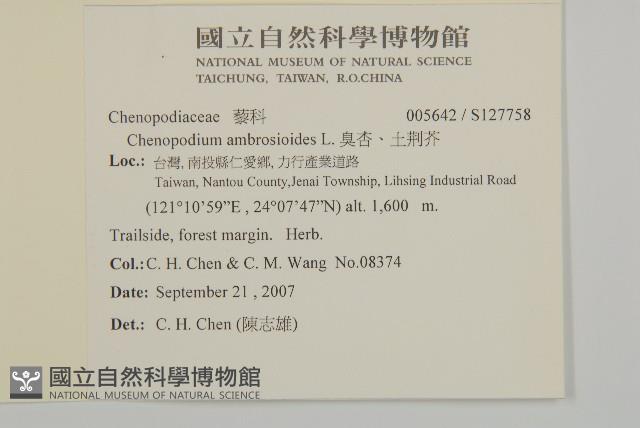 臭杏、土荊芥藏品圖，第2張