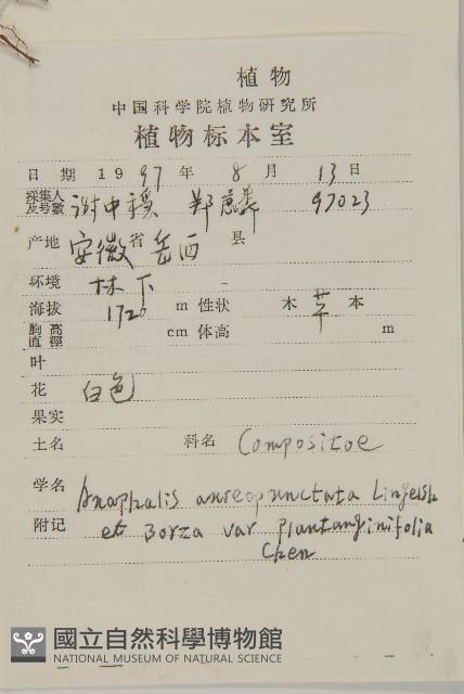 車錢葉黃腺香青藏品圖，第2張