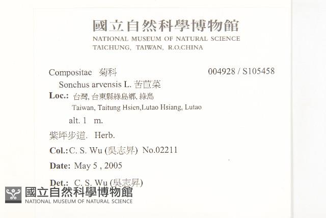 苦苣菜藏品圖，第2張