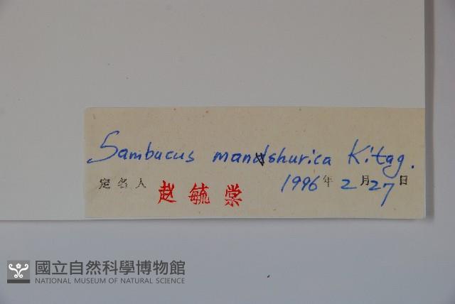 東北接骨木藏品圖，第2張