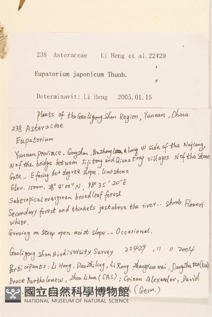 佩蘭、澤蘭藏品圖，第2張