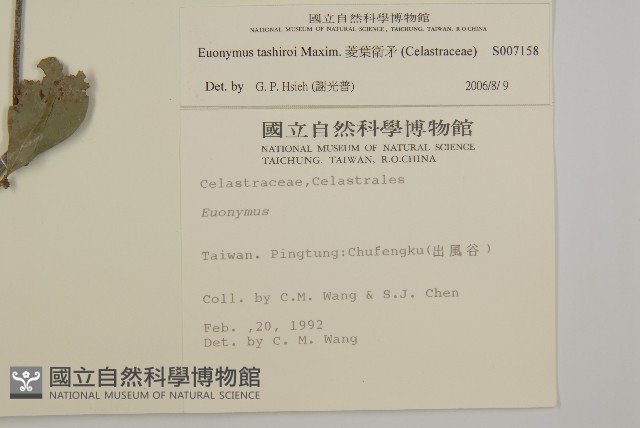 菱葉衛矛藏品圖，第2張