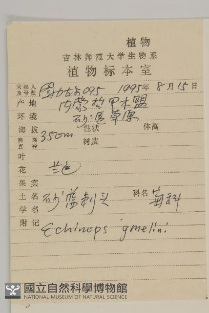 砂藍刺頭藏品圖，第2張