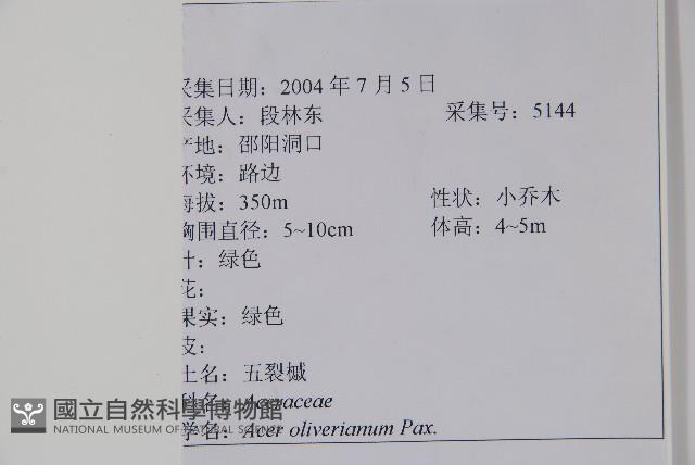 五裂槭藏品圖，第2張