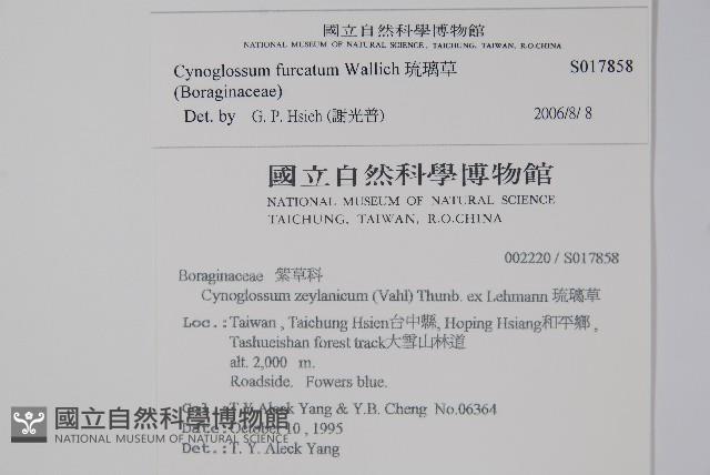 琉璃草藏品圖，第2張