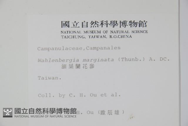 細葉蘭花參藏品圖，第2張