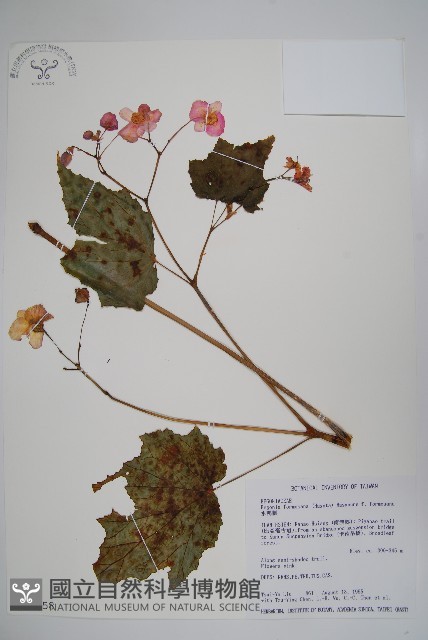水鴨腳藏品圖，第1張