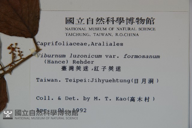 紅子莢迷藏品圖，第2張