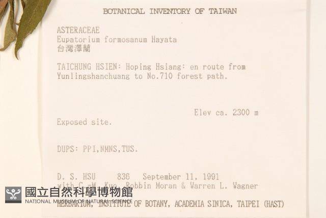 臺灣澤蘭藏品圖，第2張