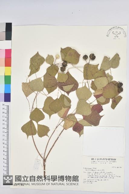 烏臼藏品圖，第1張