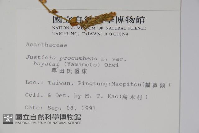 早田氏爵床藏品圖，第2張