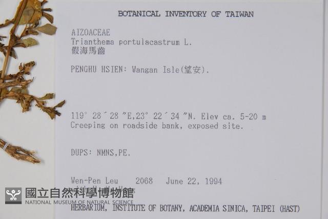 假海馬齒藏品圖，第2張