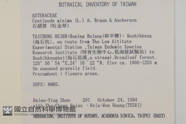 石胡荽、吐金草藏品圖，第2張