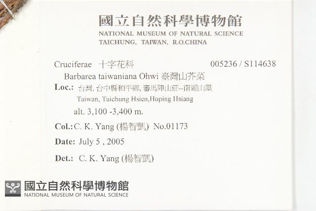 臺灣山芥菜藏品圖，第2張