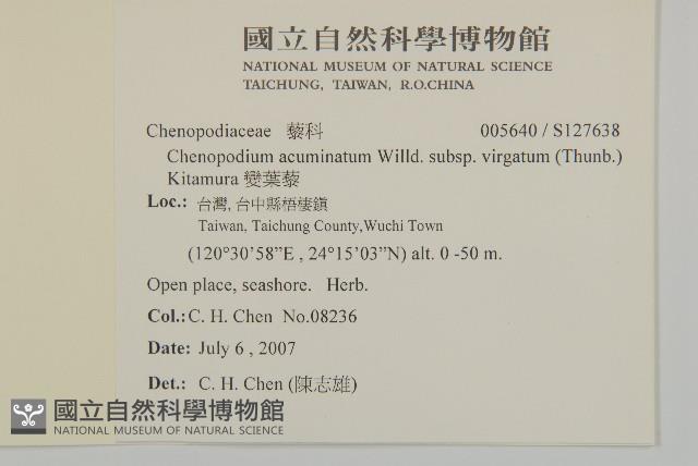 變葉藜藏品圖，第2張