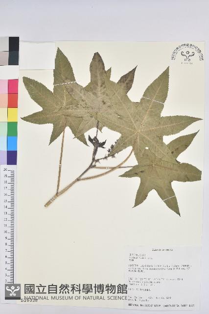 蓖麻藏品圖，第1張