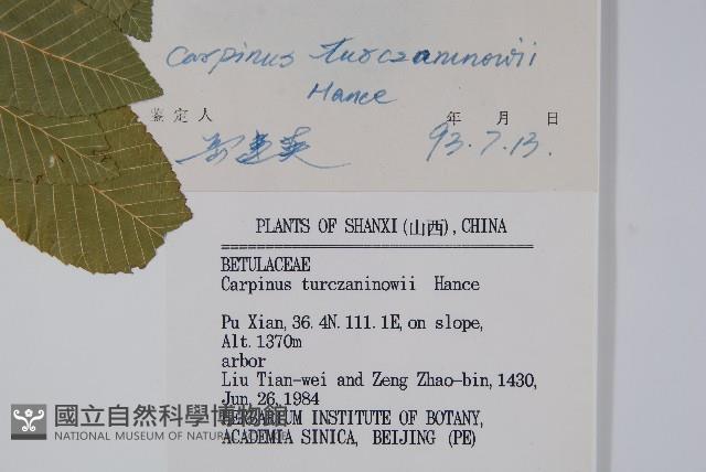 鵝耳櫪藏品圖，第2張