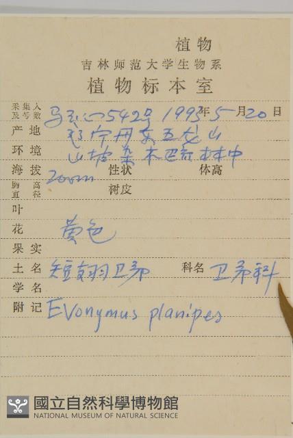 短翅衛矛藏品圖，第2張