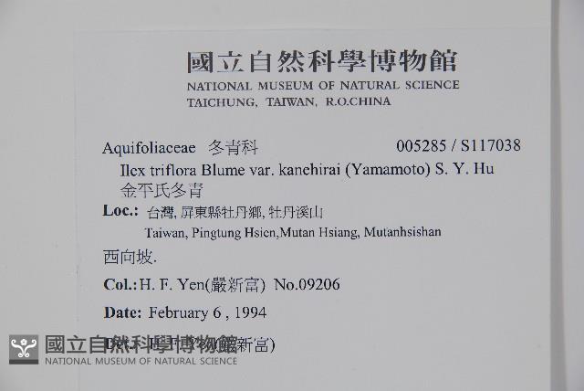 金平氏冬青藏品圖，第2張