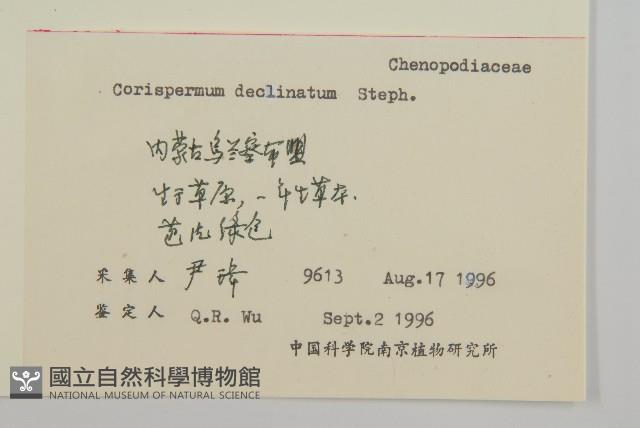 繩蟲實藏品圖，第2張