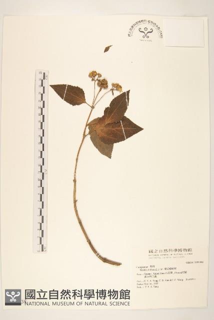 雙花蟛蜞菊藏品圖，第1張