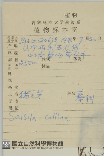 豬毛菜藏品圖，第2張