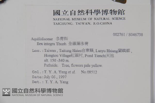 全緣葉冬青藏品圖，第2張