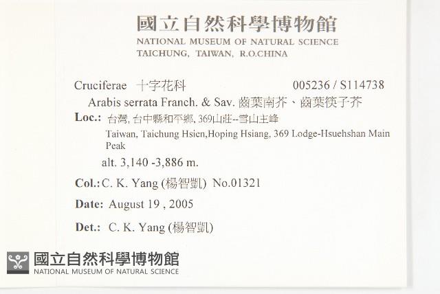 齒葉南芥、齒葉筷子芥藏品圖，第2張