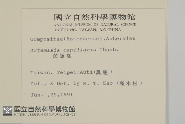 茵蔯蒿藏品圖，第2張