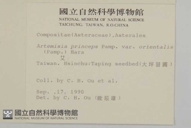 野艾蒿藏品圖，第2張