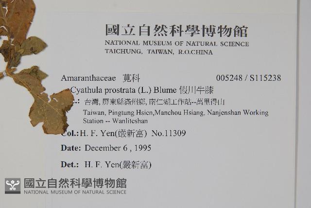 假川牛膝藏品圖，第2張