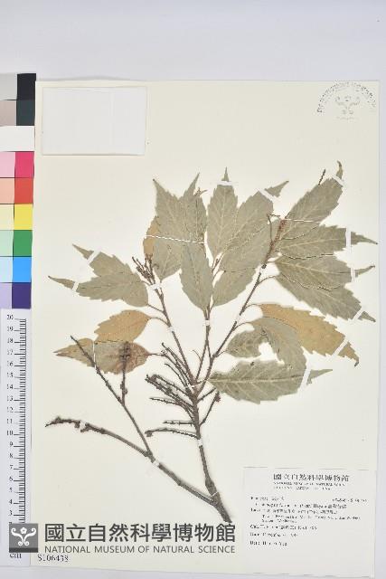 臺灣苦櫧藏品圖，第1張