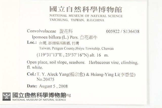 白花牽牛藏品圖，第2張