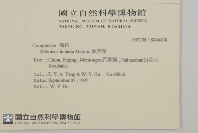 歧莖萵藏品圖，第2張