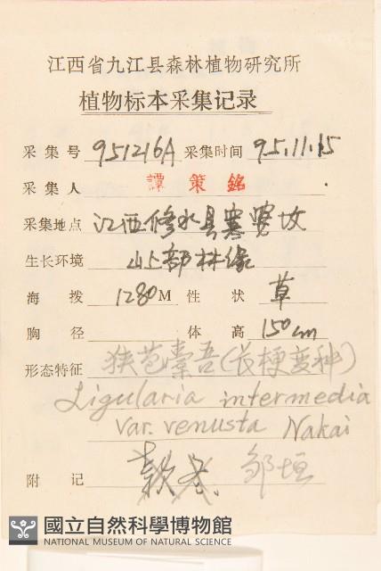 戟葉橐吾藏品圖，第2張