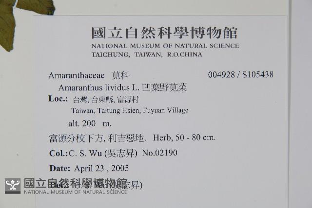 凹葉野莧菜藏品圖，第5張