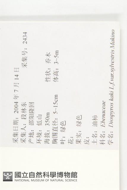 油柿藏品圖，第2張