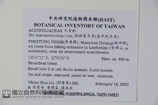 倒卵葉冬青、金平氏冬青藏品圖，第2張
