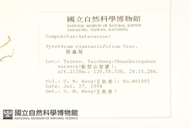 除蟲菊藏品圖，第2張